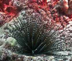 Urchin.  Canon G-10. by Bill Arle 